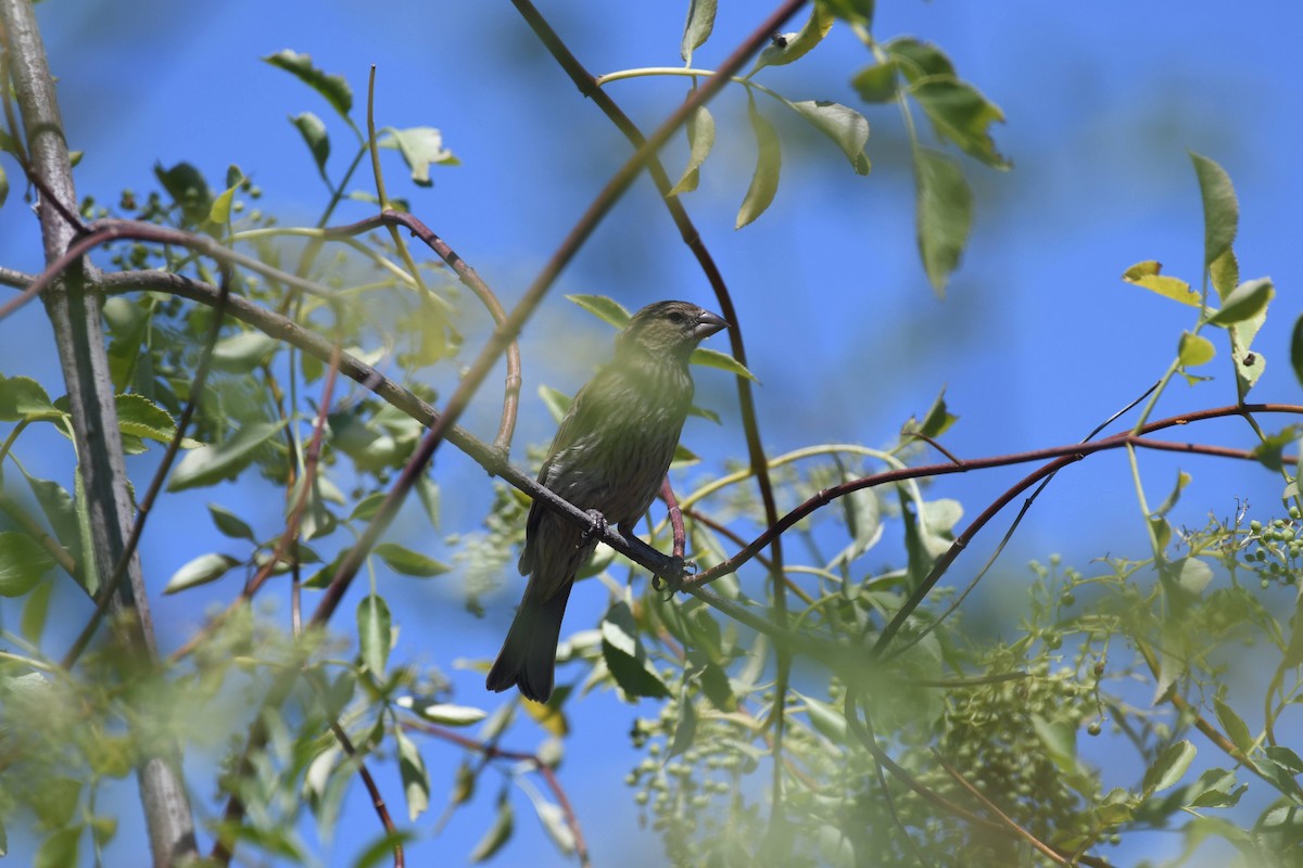 House Finch - ML638284292