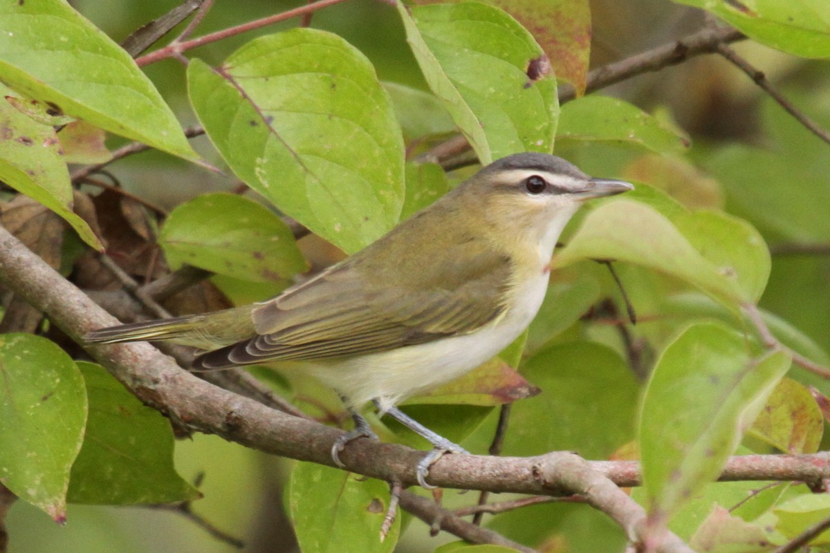 Red-eyed Vireo - ML638284293