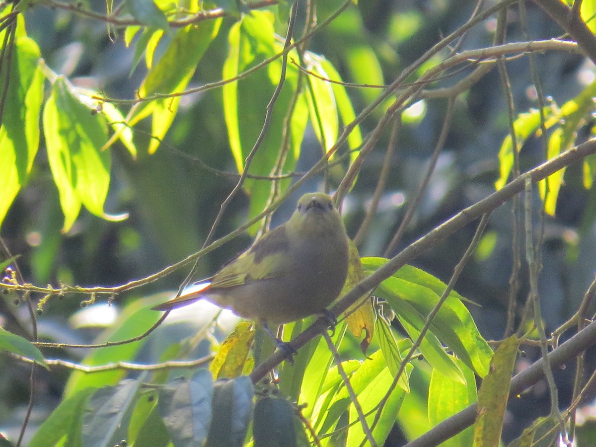 Palm Tanager - ML638284301