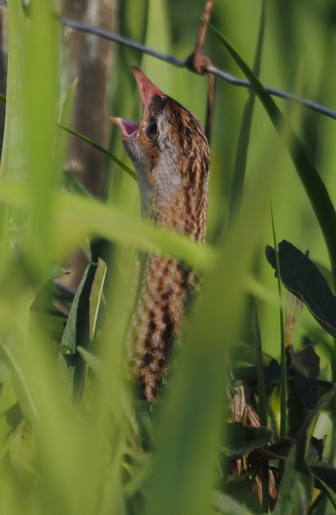 Corn Crake - ML638284318