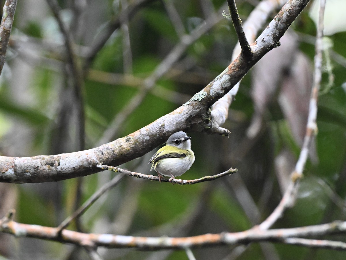 Short-tailed Pygmy-Tyrant - ML638284322