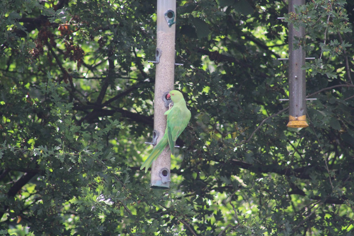 Rose-ringed Parakeet - ML638284324