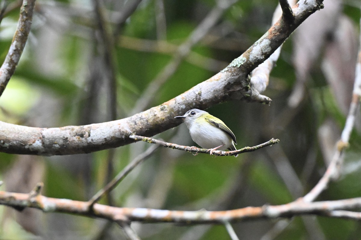 Short-tailed Pygmy-Tyrant - ML638284332