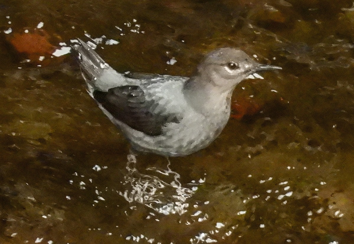 American Dipper - ML638284334