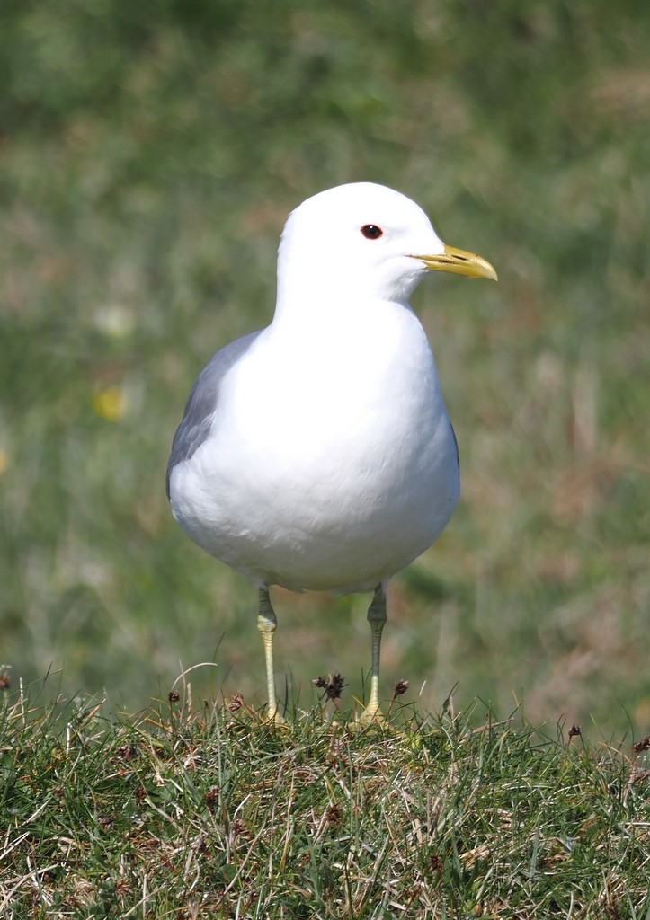 Common Gull (European) - ML638284335