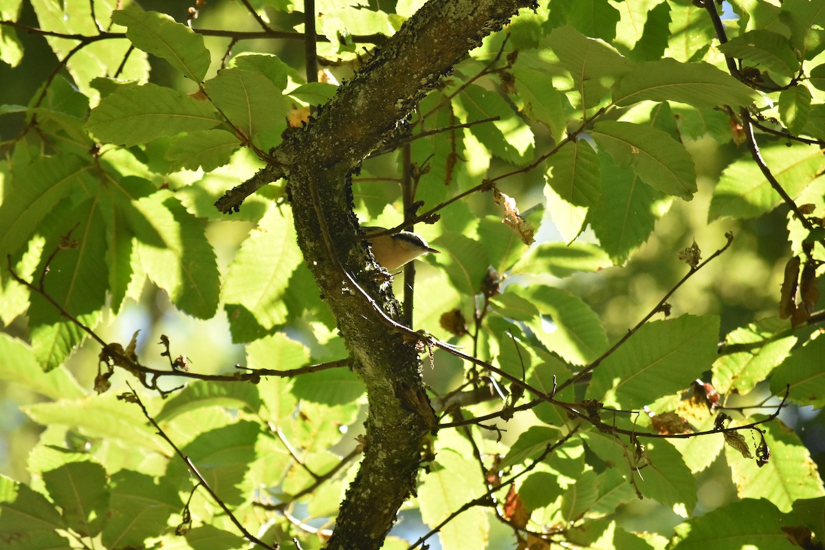 Eurasian Nuthatch - ML638284349