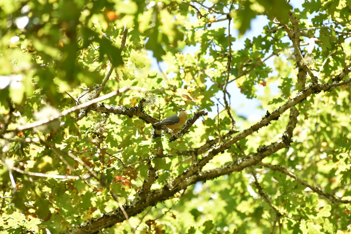 Eurasian Nuthatch - ML638284350