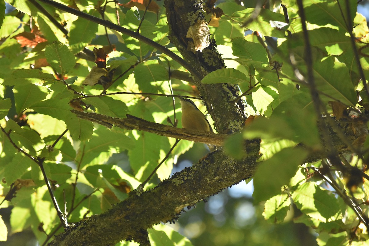 Eurasian Nuthatch - ML638284351