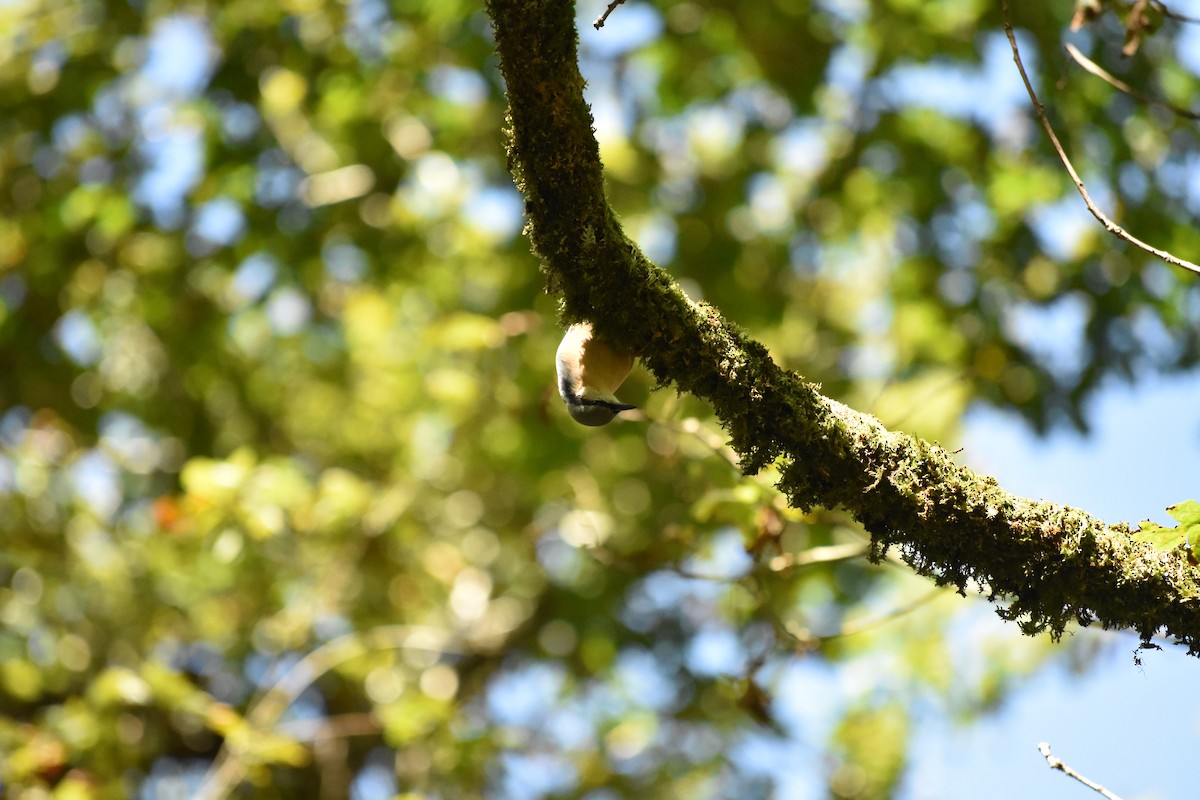 Eurasian Nuthatch - ML638284352
