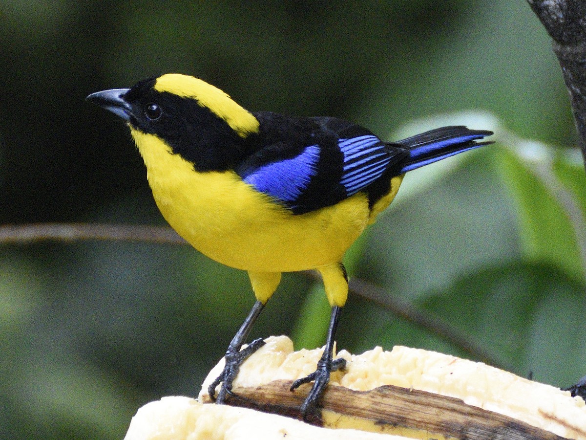 Blauflügel-Bergtangare - ML638284354