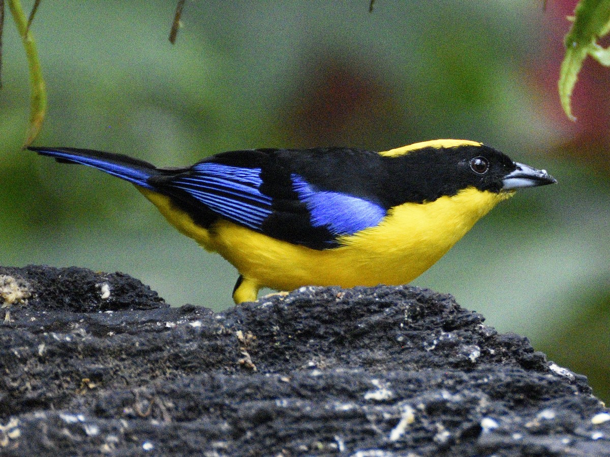 Blauflügel-Bergtangare - ML638284356