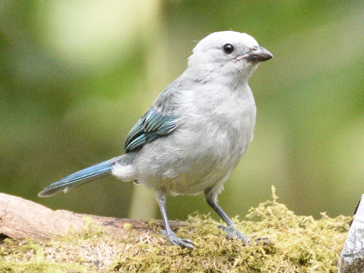 Blue-gray Tanager - ML638284372