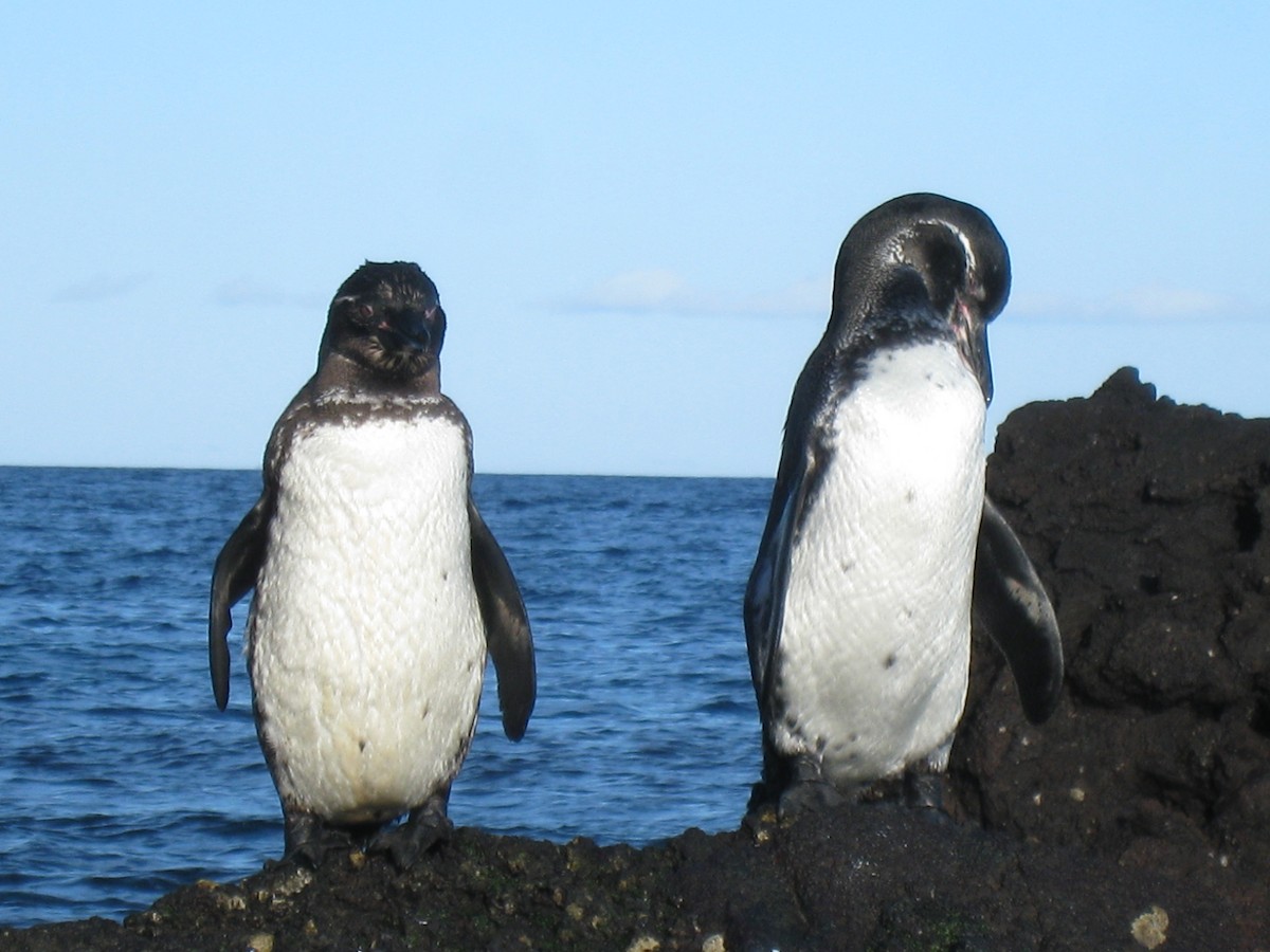 Galapagos Penguin - ML638284380