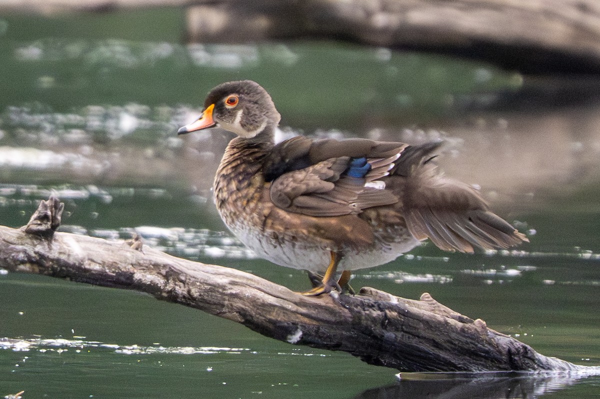 Canard branchu - ML638284382