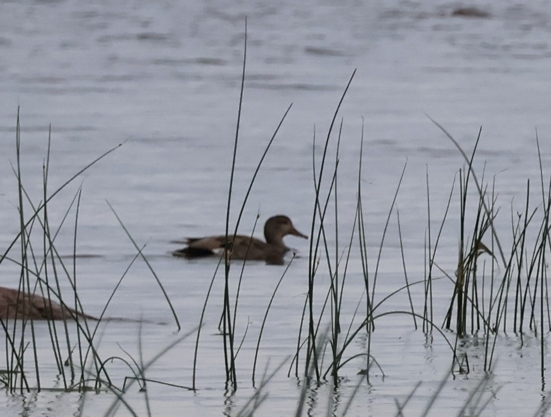 Gadwall - ML638284383