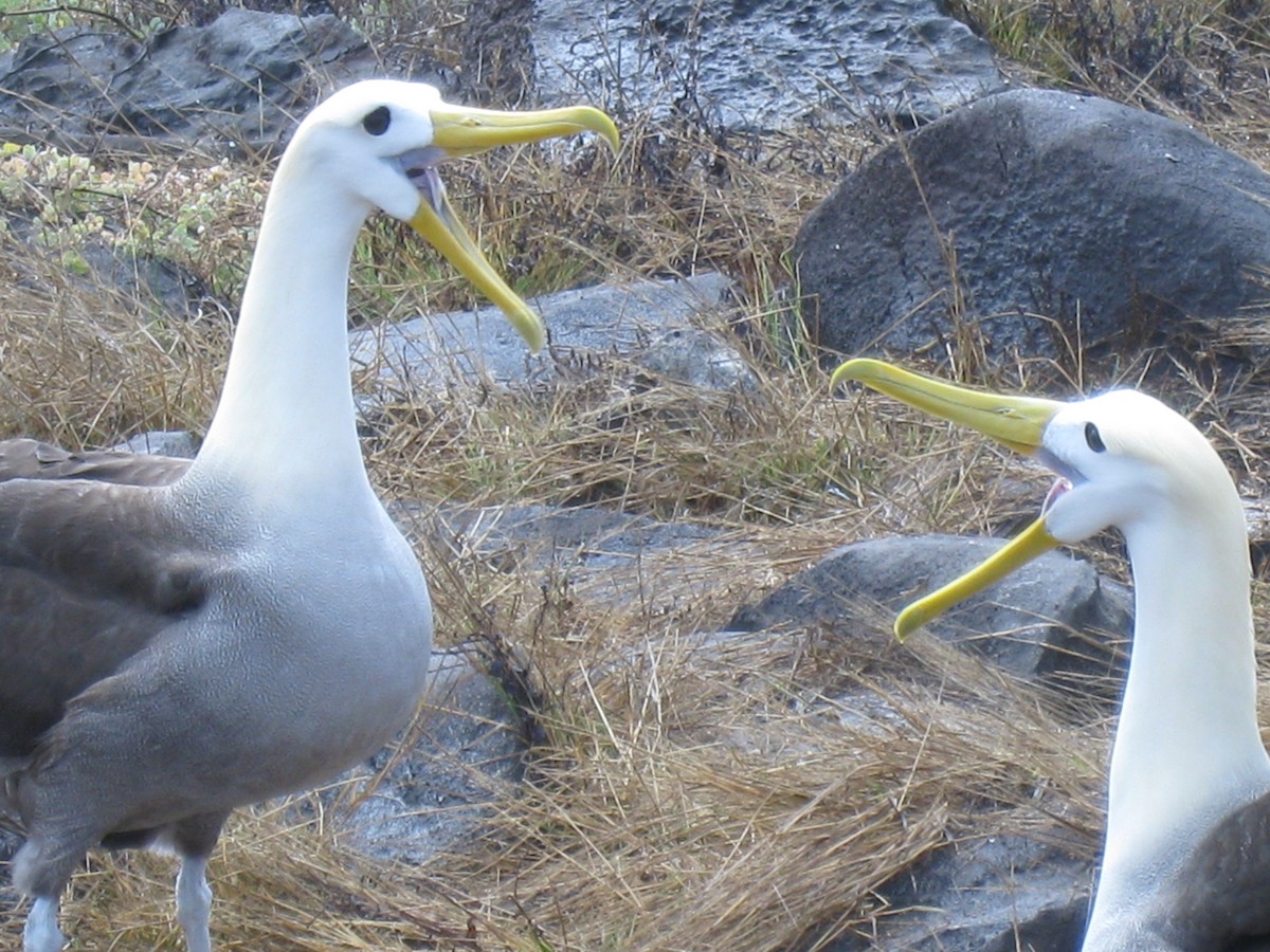 albatros galapážský - ML638284385