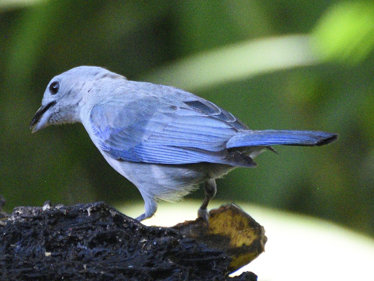 Blue-gray Tanager - ML638284386