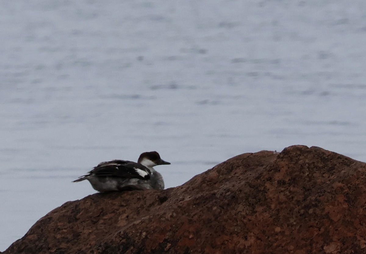Smew - ML638284388