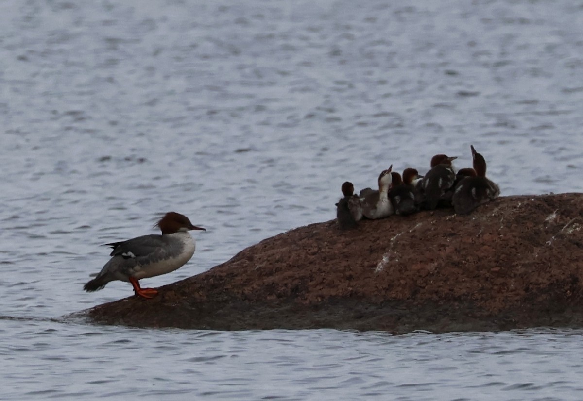 Common Merganser - ML638284397