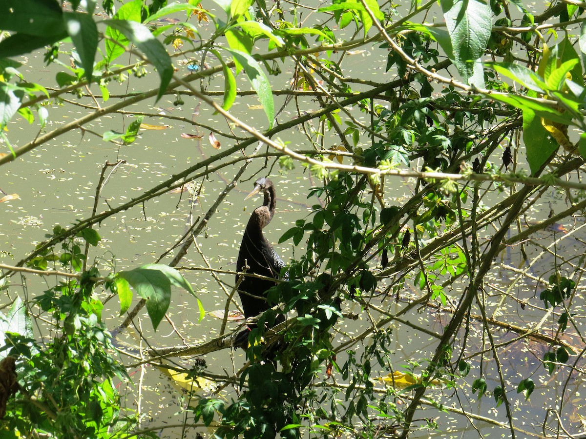 Anhinga - ML638284402