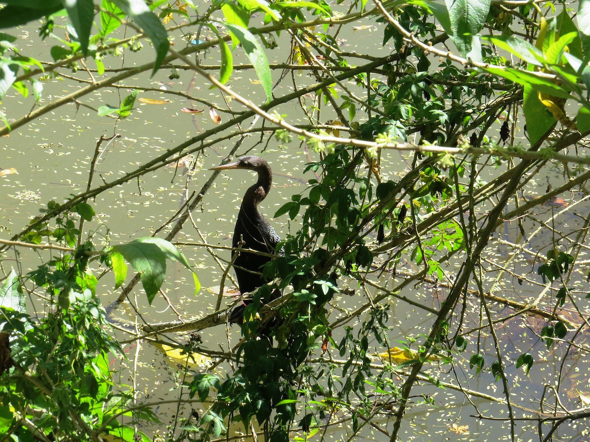 Anhinga - ML638284404