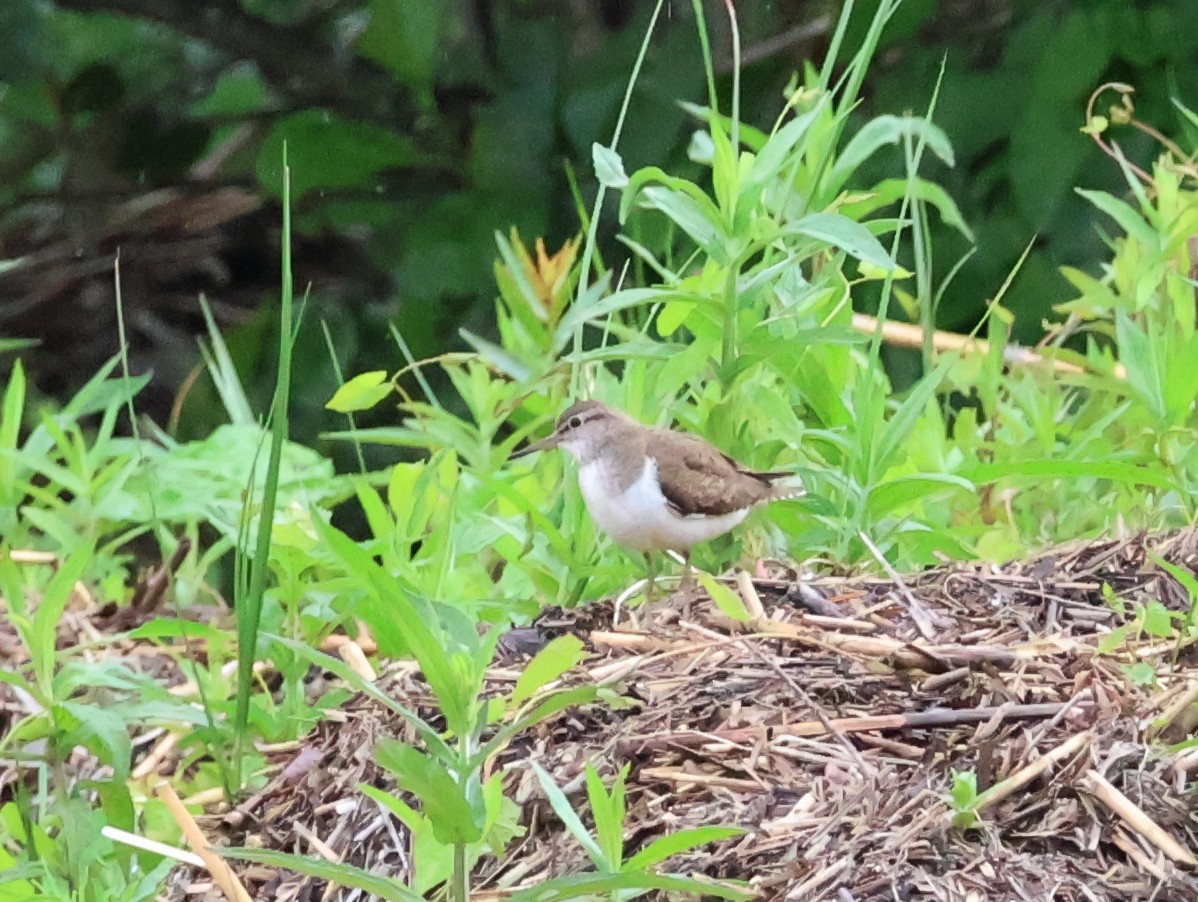 Common Sandpiper - ML638284407