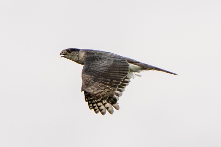 Cooper's Hawk - ML638284408