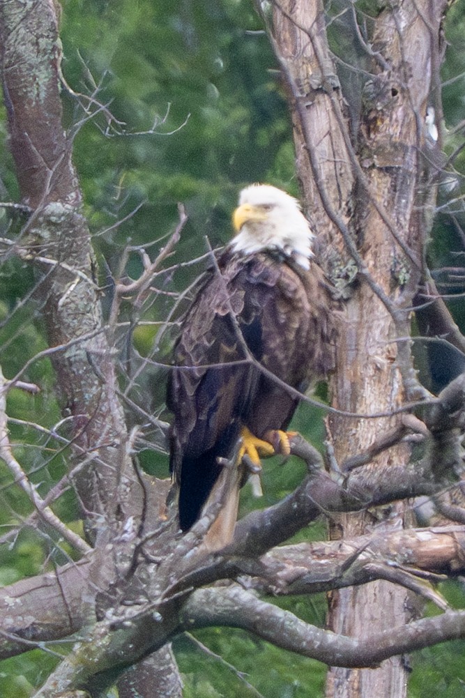 Weißkopf-Seeadler - ML638284410
