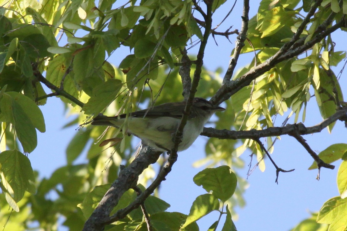 Red-eyed Vireo - ML638284411