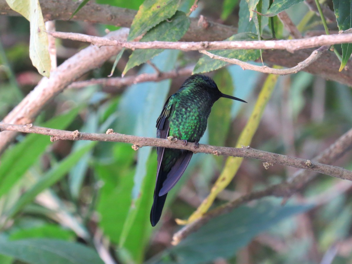 Violet-capped Woodnymph - ML638284415