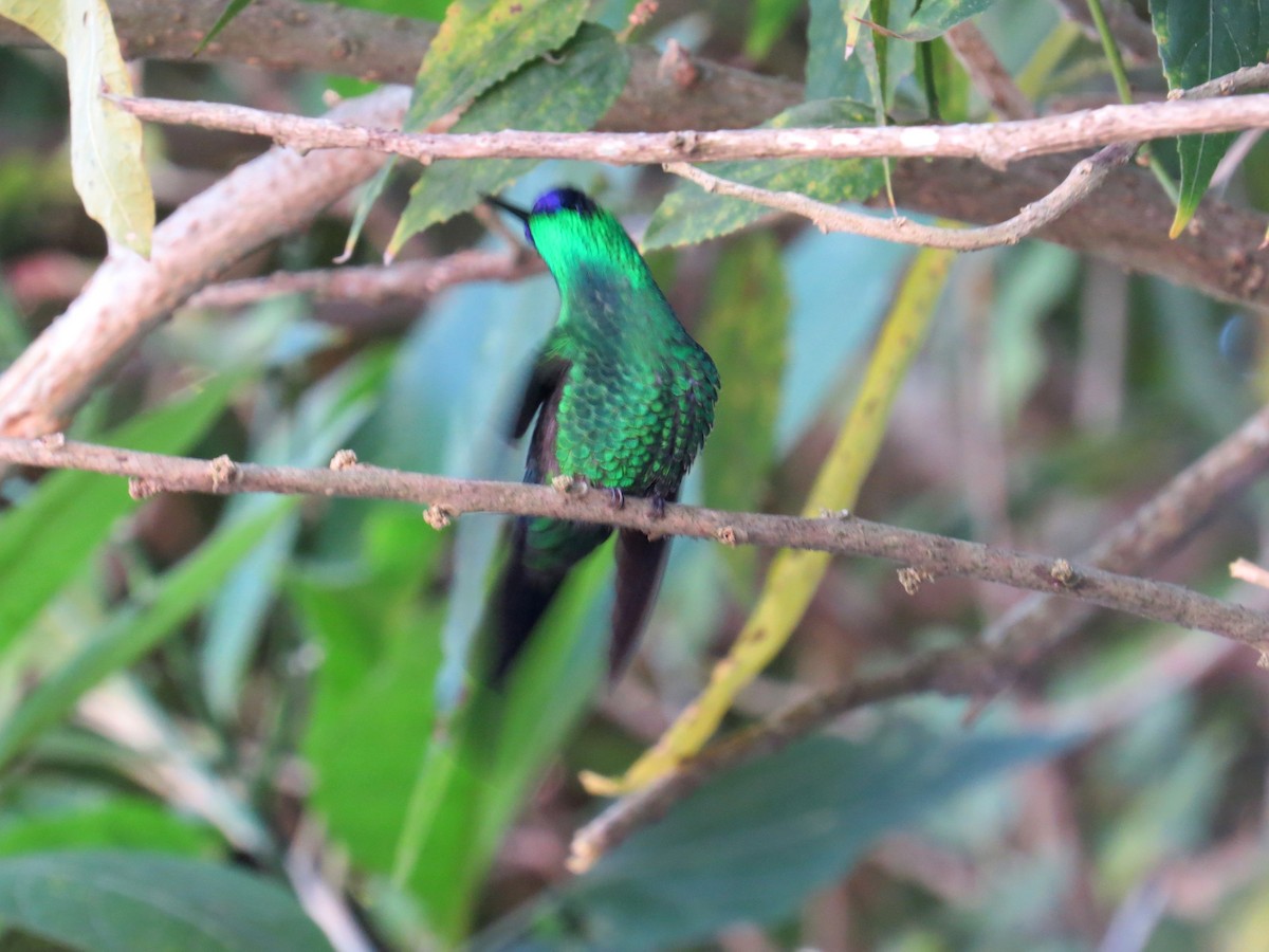 Violet-capped Woodnymph - ML638284416