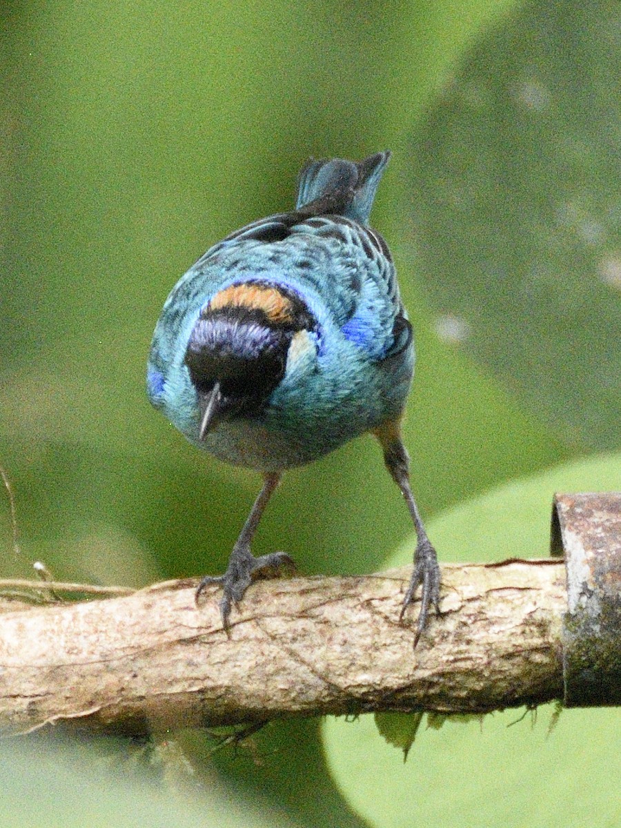 Golden-naped Tanager - ML638284417