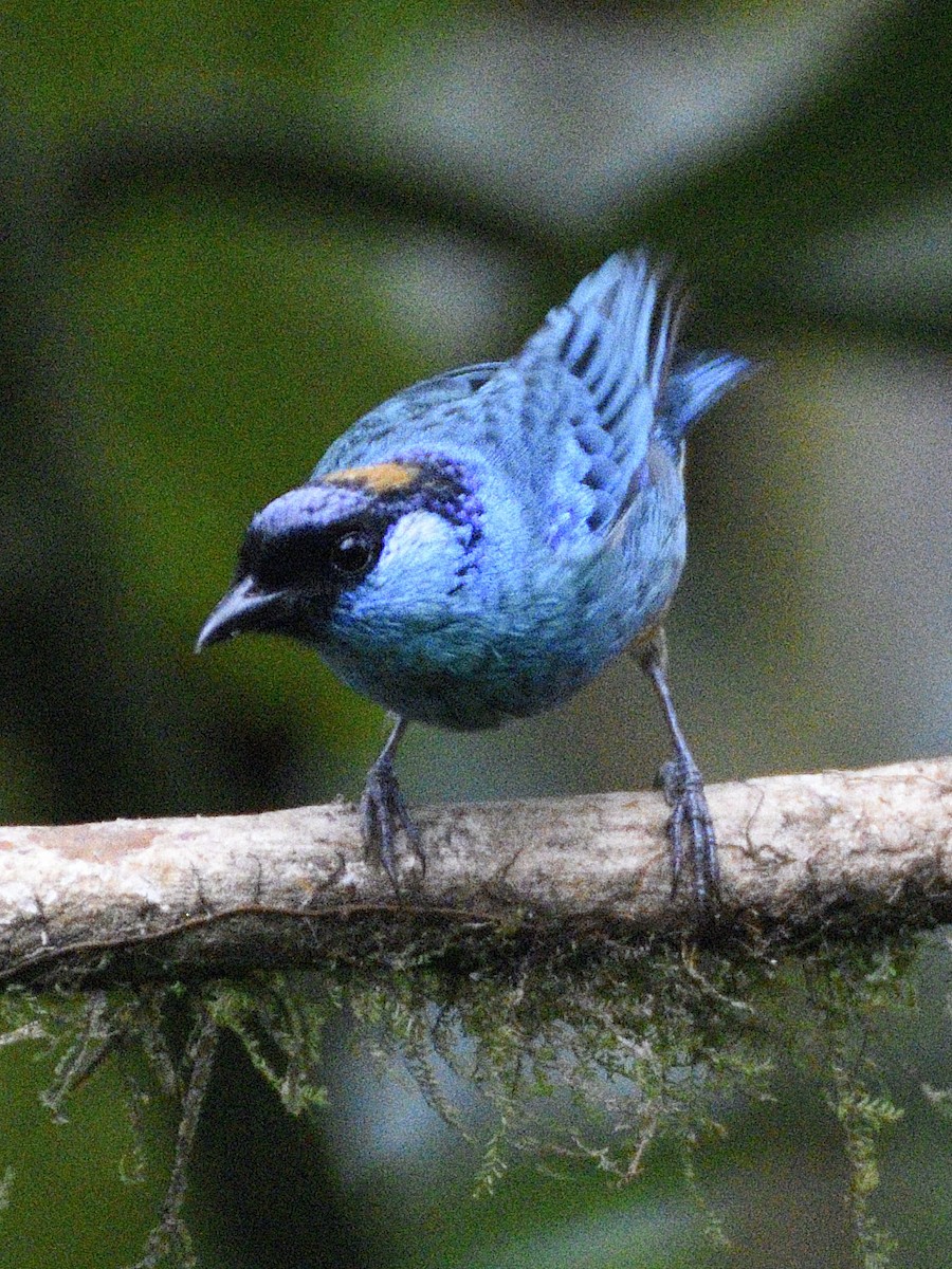 Golden-naped Tanager - ML638284418