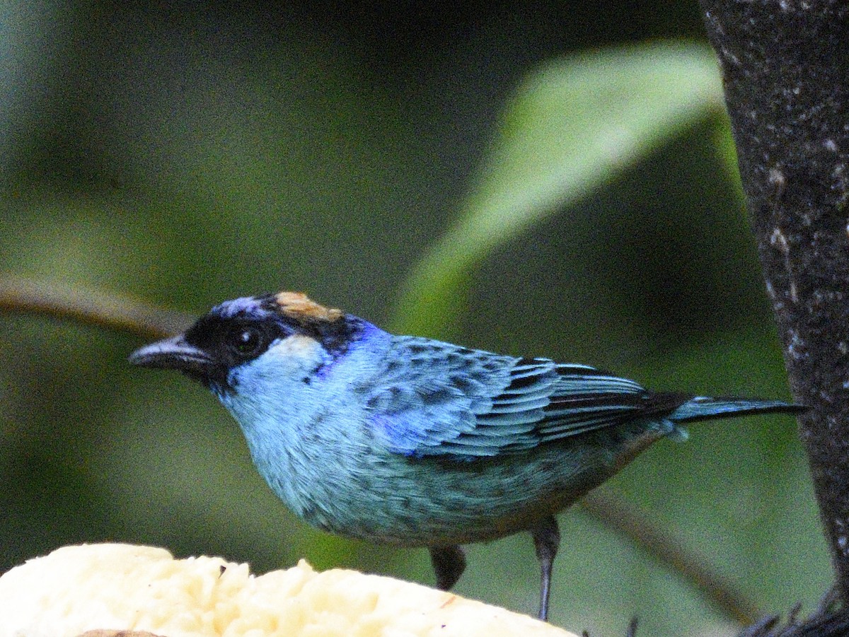 Golden-naped Tanager - ML638284419