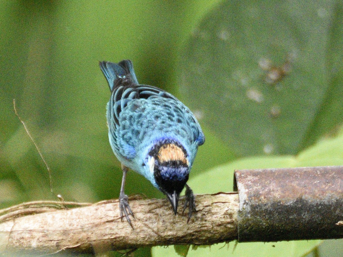 Golden-naped Tanager - ML638284420