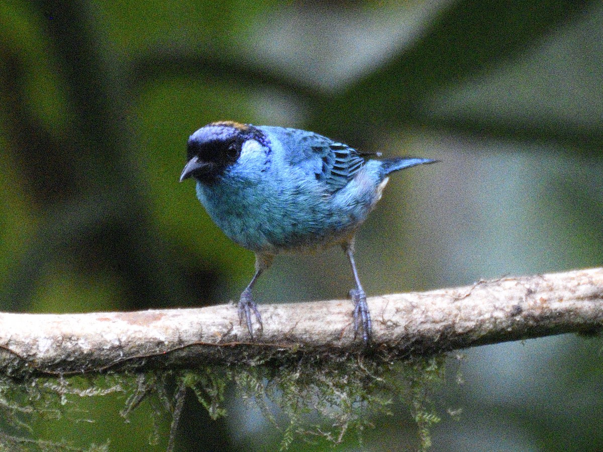 Golden-naped Tanager - ML638284421