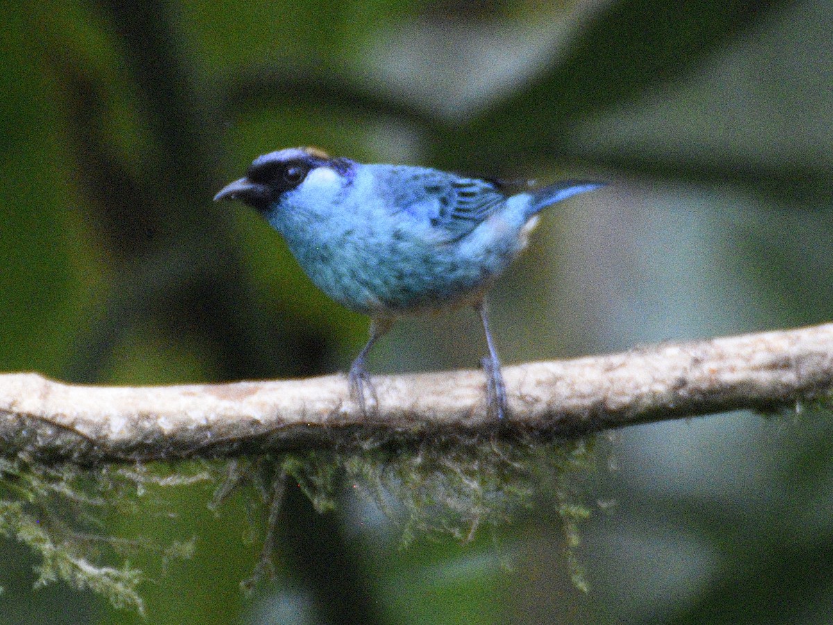 Golden-naped Tanager - ML638284422