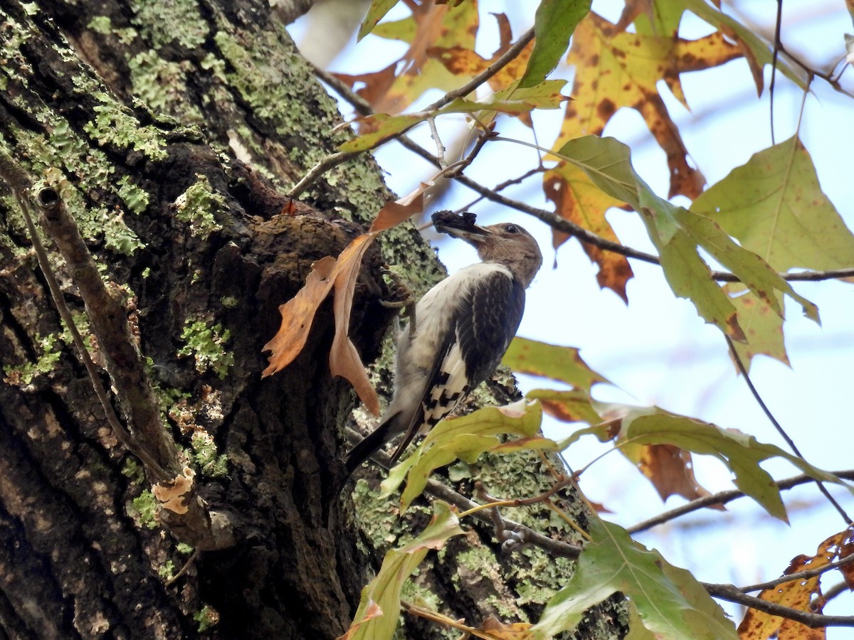 Red-headed Woodpecker - ML638284423