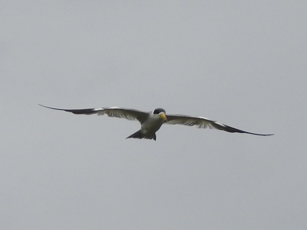 Large-billed Tern - ML638284425