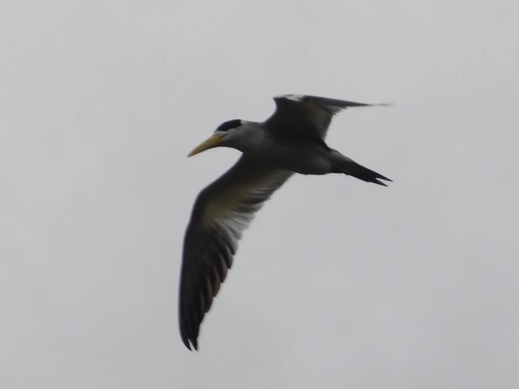 Large-billed Tern - ML638284429