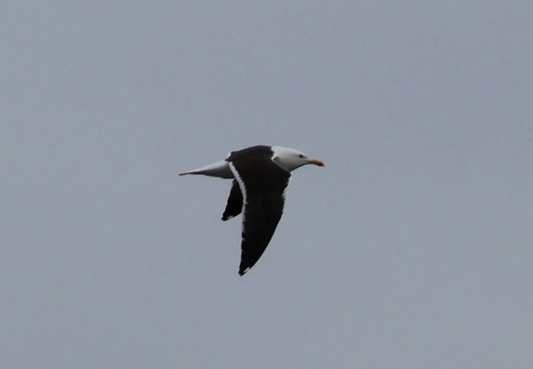Lesser Black-backed Gull - ML638284430