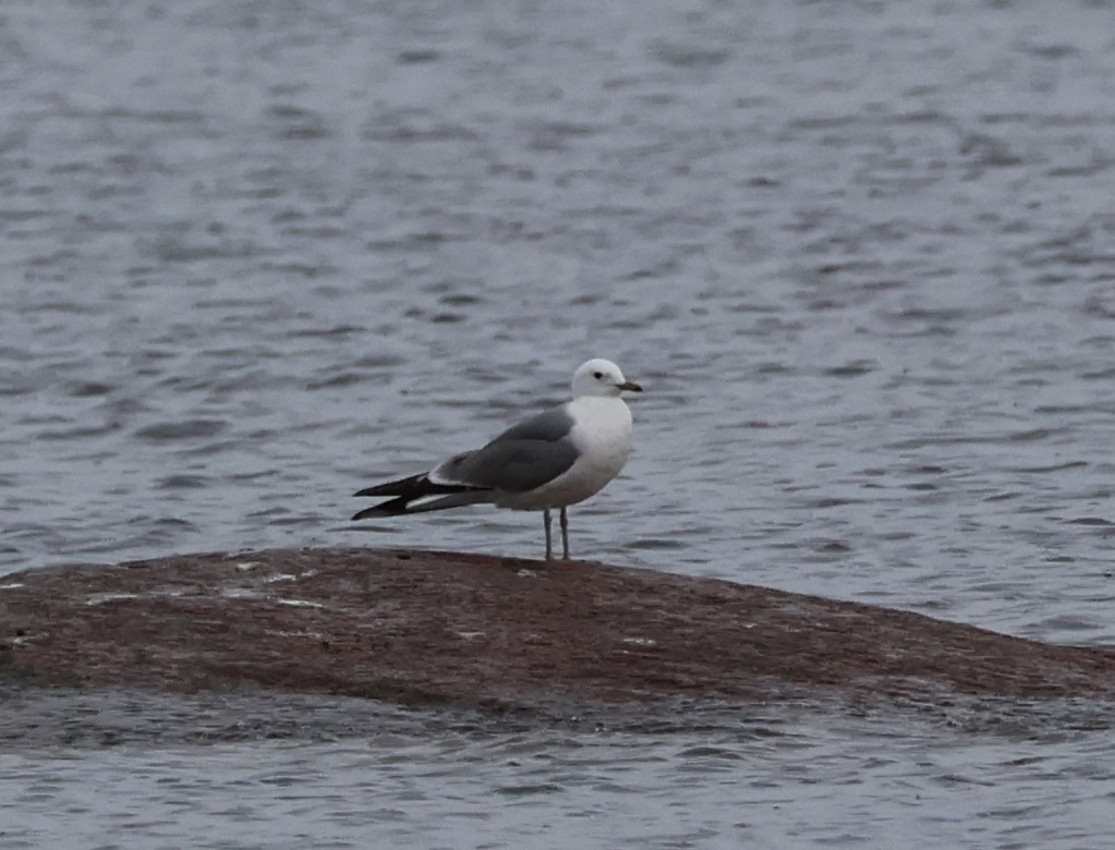 Common Gull - ML638284435