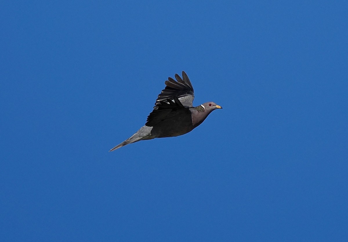 Band-tailed Pigeon - ML638284442