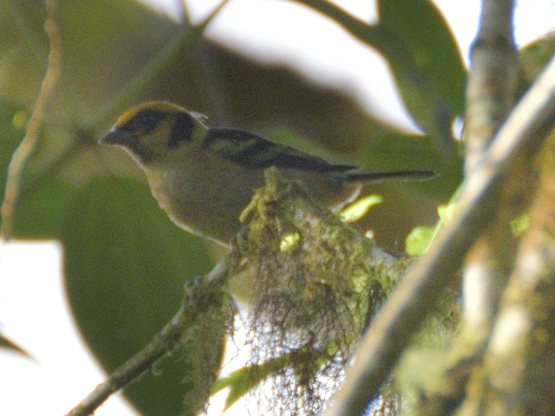 Flame-faced Tanager - ML638284453