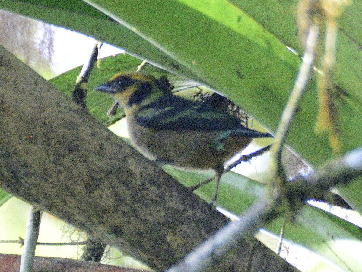 Flame-faced Tanager - ML638284454