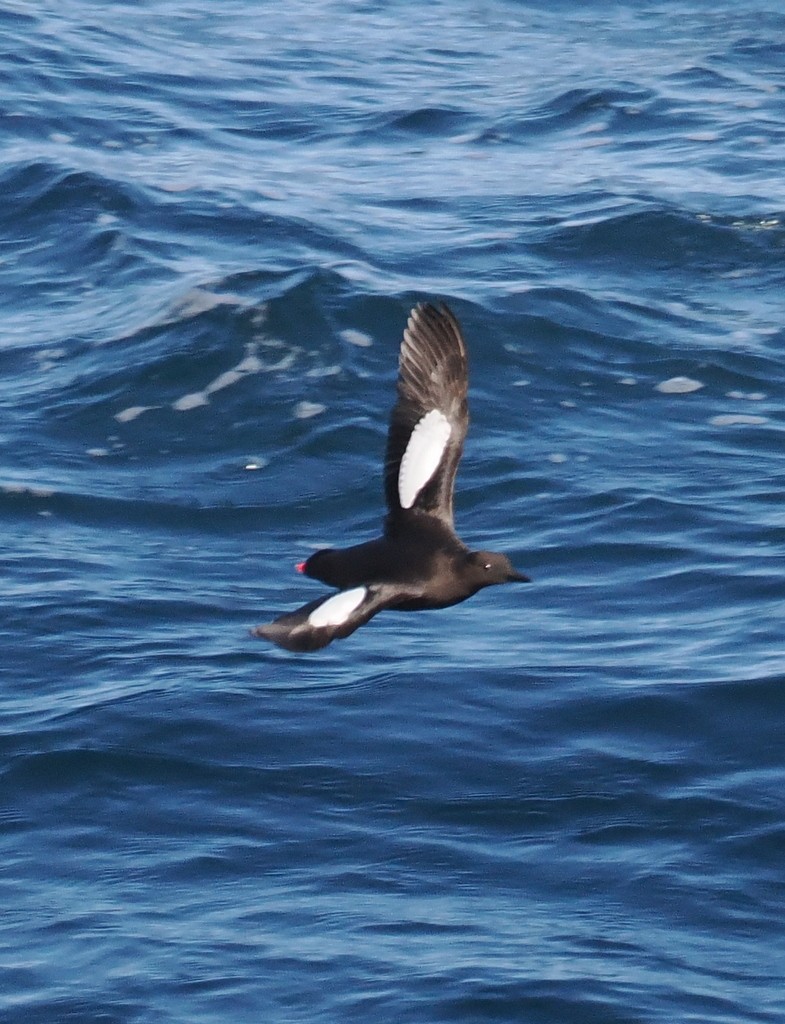 Black Guillemot - ML638284456