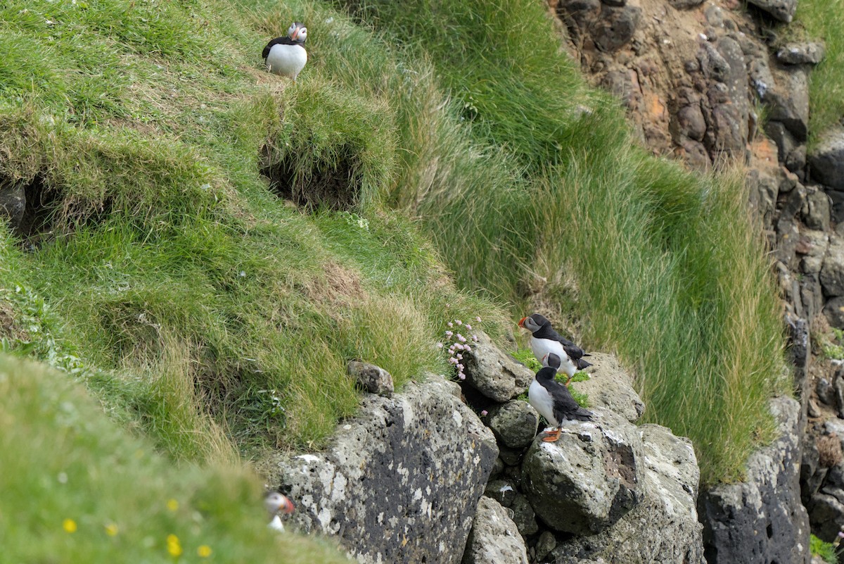 Atlantic Puffin - ML638284466