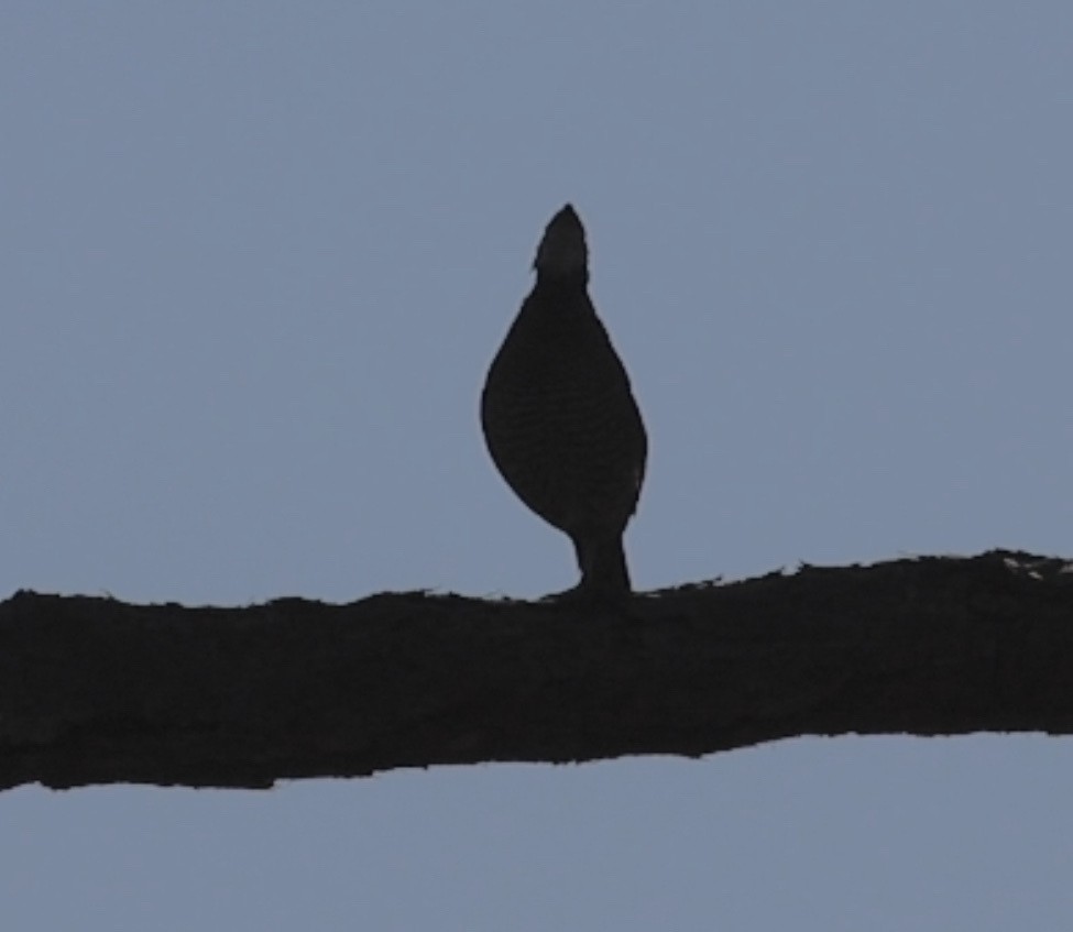 Virjinya Kolini [virginianus grubu] - ML638284467