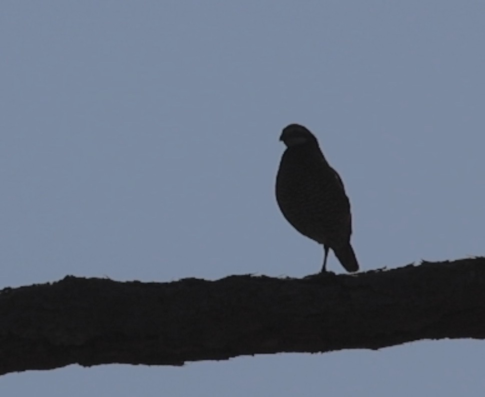 Virjinya Kolini [virginianus grubu] - ML638284468