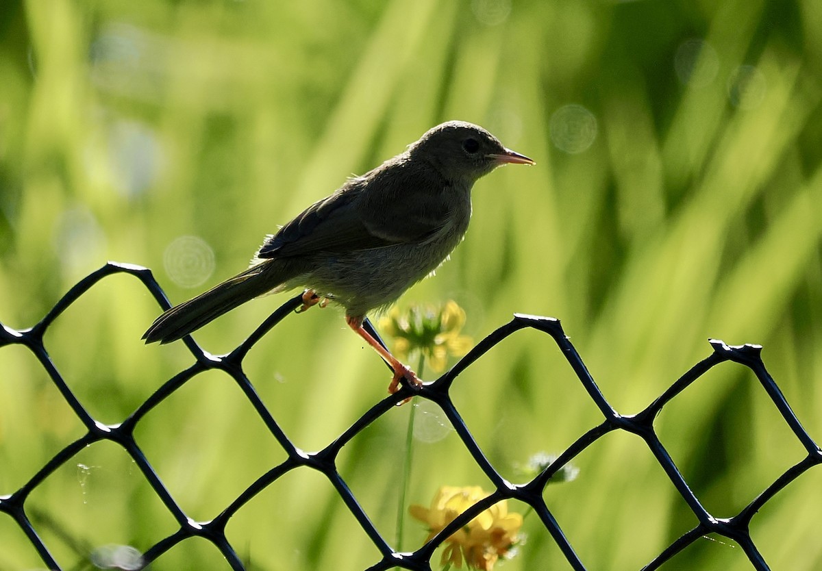 Common Yellowthroat - ML638284482